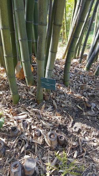 20200822 Phyllostachys Bambusoides 'Marliacea' Anduze (3)