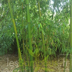 20200703 Phyllostachys Bambusoides 'Mixta' Planbuisson (1)