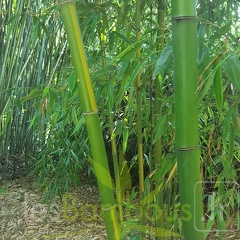 20200703 Phyllostachys Bambusoides 'Mixta' Planbuisson (2)