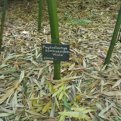 20200703 Phyllostachys Bambusoides 'Mixta' Planbuisson (3)
