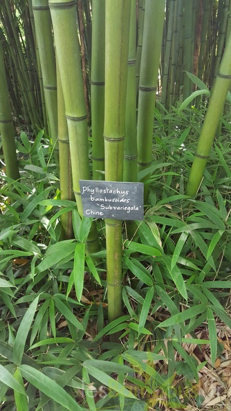 20200703 Phyllostachys Bambusoides 'subvariegata' Planbuisson (2)