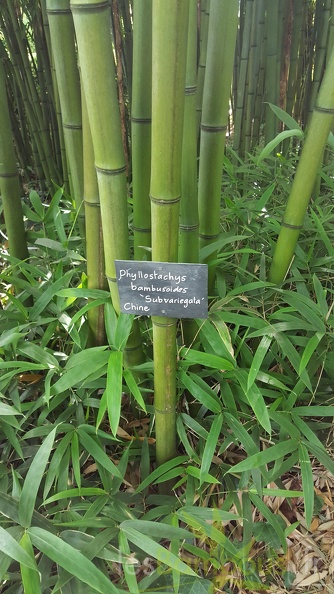 20200703 Phyllostachys Bambusoides 'subvariegata' Planbuisson (2).jpg