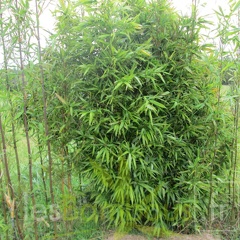 pseudosasa cantori