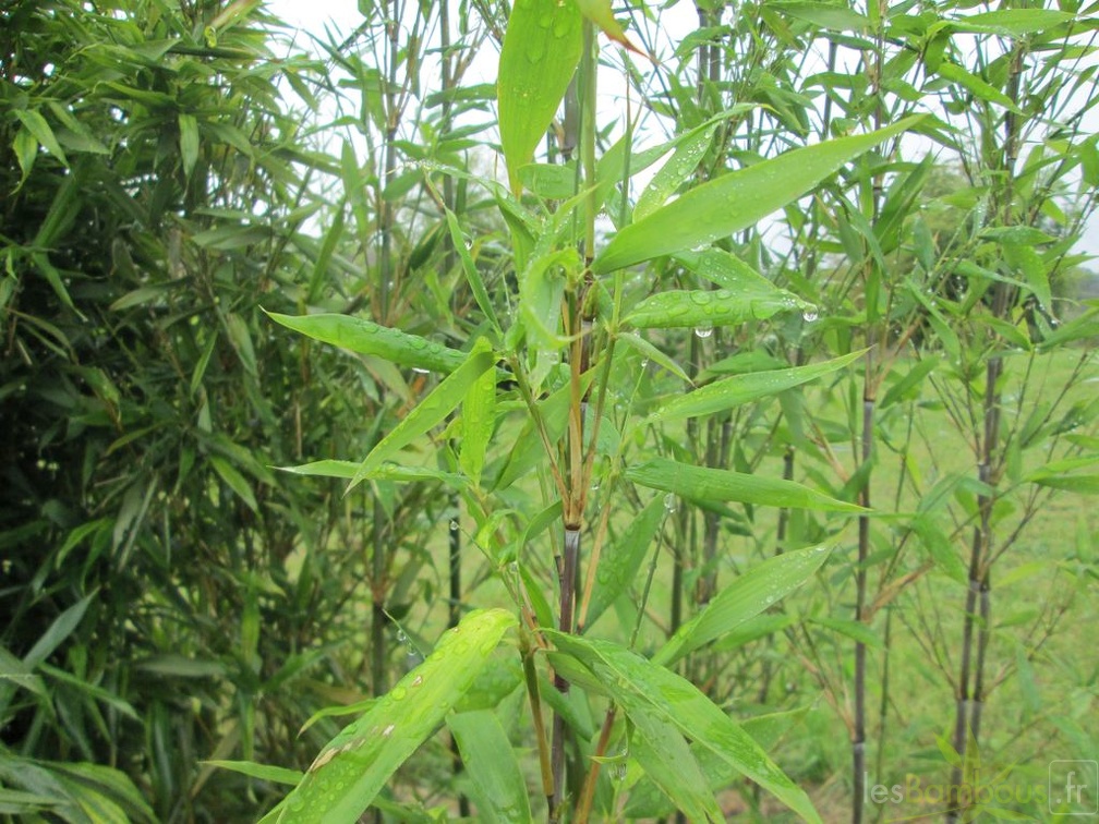 pseudosasa cantori