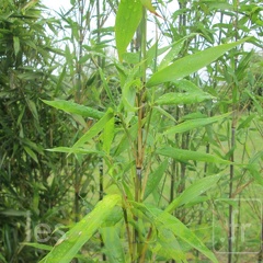 pseudosasa cantori