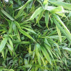 pseudosasa cantori