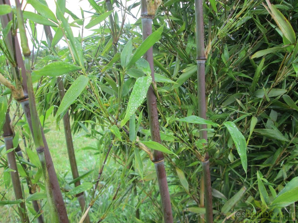 pseudosasa cantori