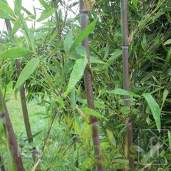 pseudosasa cantori