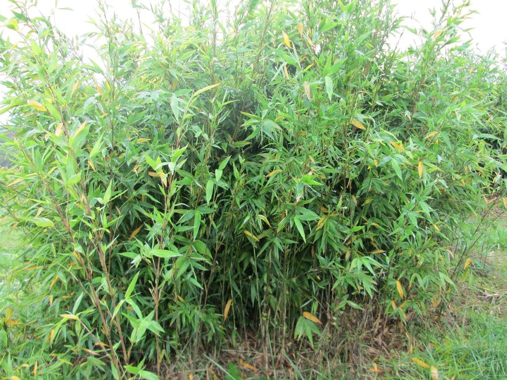 Semiarundinaria Makinoi
