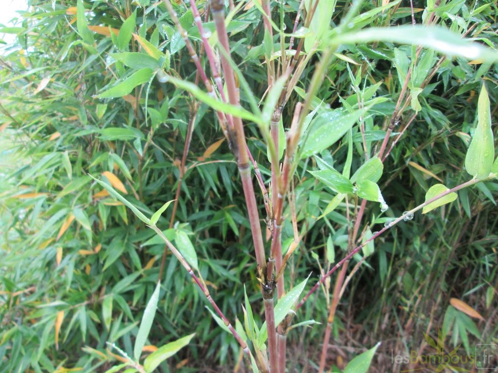 Semiarundinaria Makinoi