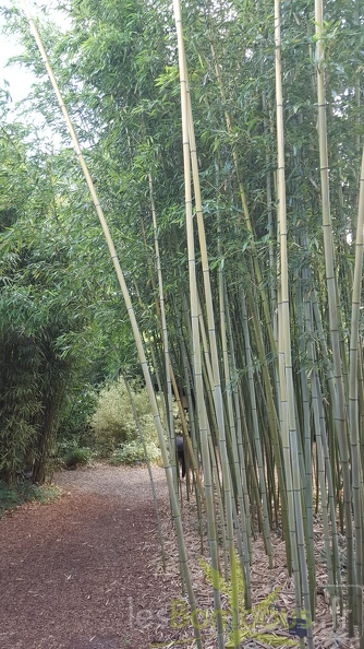 20200703 Phyllostachys Bissetii Planbuisson