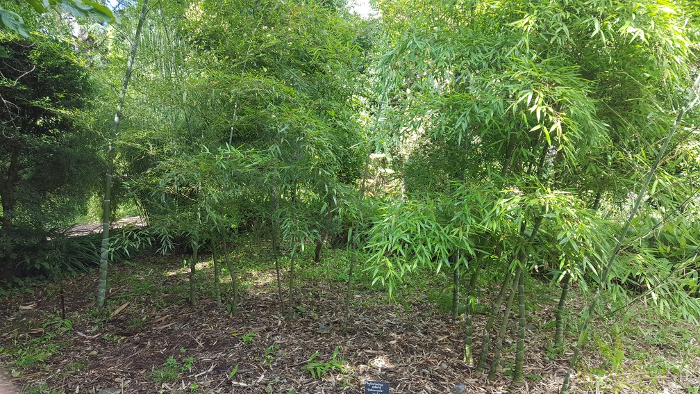 20200703 Phyllostachys Edulis 'Heterocycla' 'Kikko' Planbuisson (1)