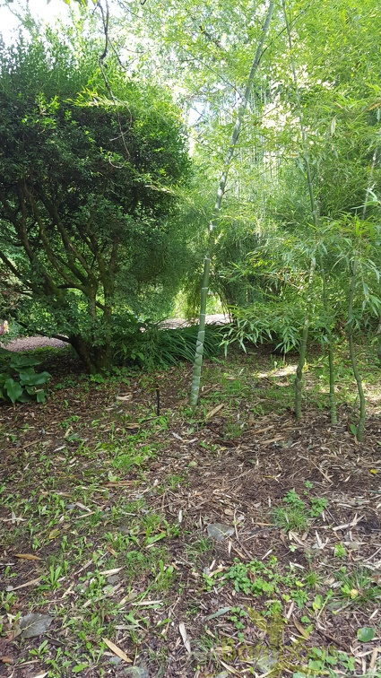 20200703 Phyllostachys Edulis 'Heterocycla' 'Kikko' Planbuisson (2)