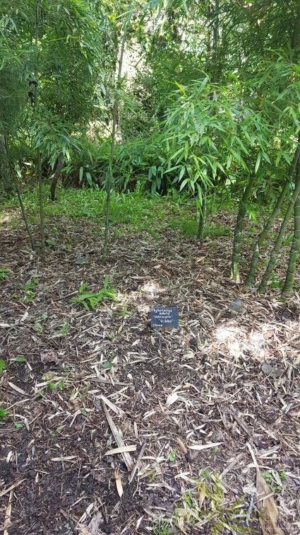 20200703 Phyllostachys Edulis 'Heterocycla' 'Kikko' Planbuisson (3)