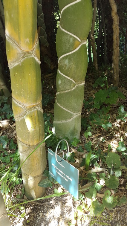 20200822 Phyllostachys Edulis 'Heterocycla' 'Kikko' Anduze (2)