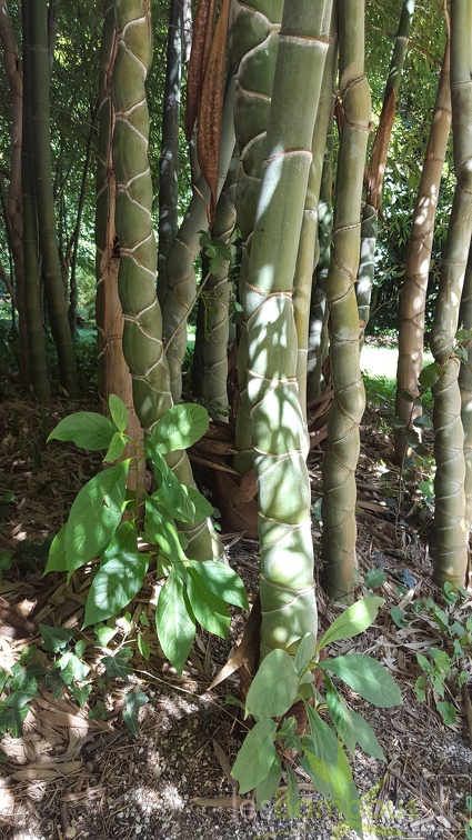 20200822 Phyllostachys Edulis 'Heterocycla' 'Kikko' Anduze (3)
