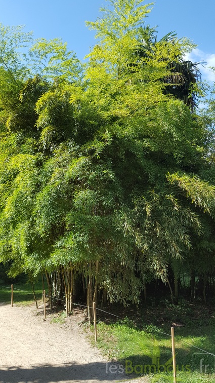 20200822 Phyllostachys Edulis 'Heterocycla' 'Kikko' Anduze (4)