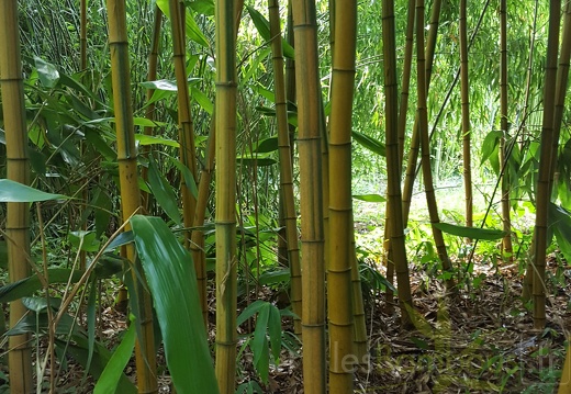 20200703 Phyllostachys Edulis 'Nabeshimana' Planbuisson (4)