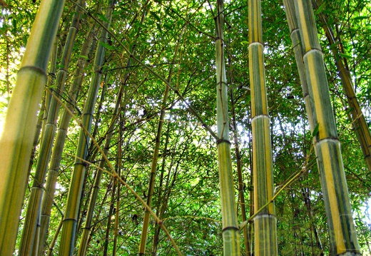 20200703 Phyllostachys Edulis 'Nabeshimana' Planbuisson (11)