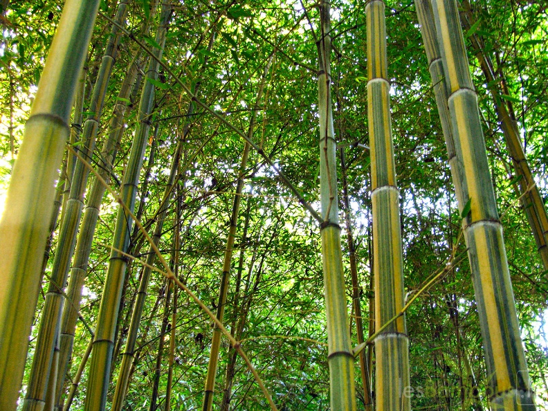 20200703 Phyllostachys Edulis 'Nabeshimana' Planbuisson (11).JPG