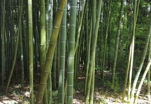 20200703 Phyllostachys Edulis Pubescens Planbuisson (1)