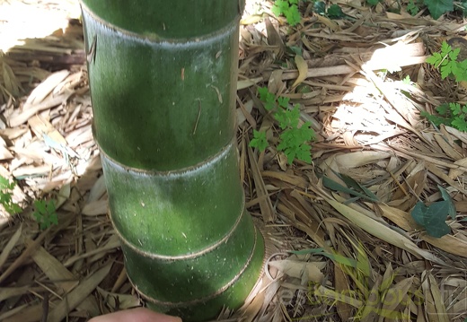 20200703 Phyllostachys Edulis Pubescens Planbuisson (2)