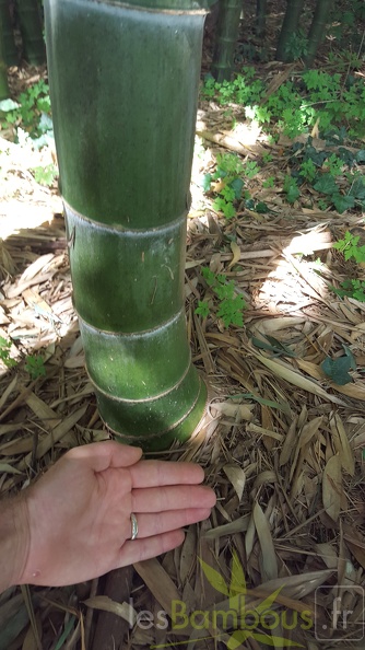 20200703 Phyllostachys Edulis Pubescens Planbuisson (2)