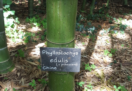 20200703 Phyllostachys Edulis Pubescens Planbuisson (4)