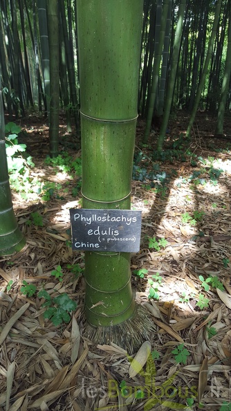 20200703 Phyllostachys Edulis Pubescens Planbuisson (4)