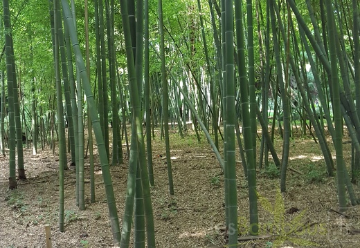 20200822 Phyllostachys Edulis Pubescens Anduze (1)