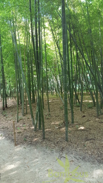 20200822 Phyllostachys Edulis Pubescens Anduze (1)