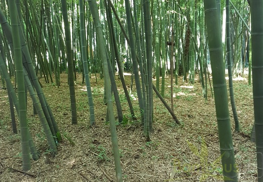 20200822 Phyllostachys Edulis Pubescens Anduze (18)