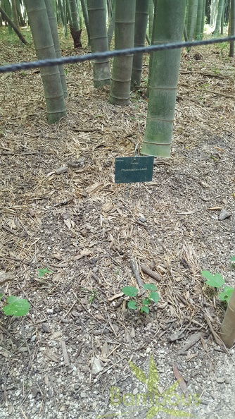 20200822 Phyllostachys Edulis Pubescens Anduze (19)
