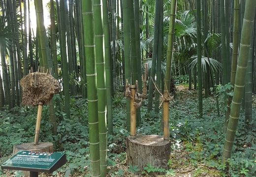 20200822 Phyllostachys Edulis Pubescens Anduze (20)