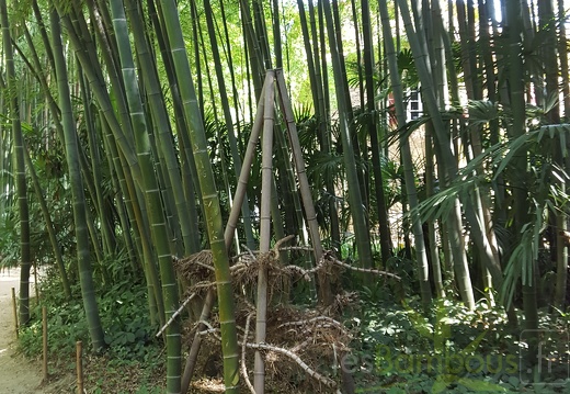 20200822 Phyllostachys Edulis Pubescens Anduze (22)