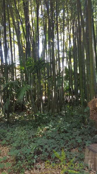 20200822 Phyllostachys Edulis Pubescens Anduze (23)