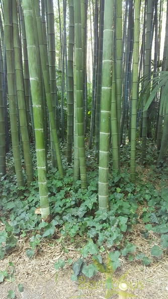 20200822 Phyllostachys Edulis Pubescens Anduze (25)