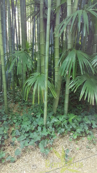 20200822 Phyllostachys Edulis Pubescens Anduze (26)