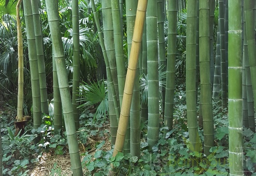 20200822 Phyllostachys Edulis Pubescens Anduze (27)