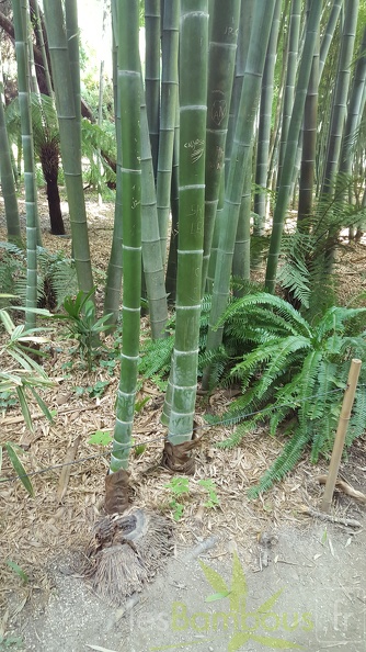 20200822 Phyllostachys Edulis Pubescens Anduze (29)