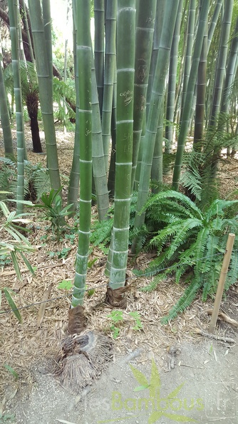 20200822 Phyllostachys Edulis Pubescens Anduze (29).jpg