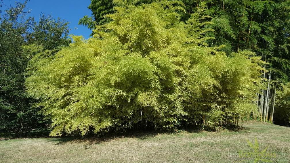 20200822 Phyllostachys Edulis 'Summer Snow' 'Okina' Anduze (1)