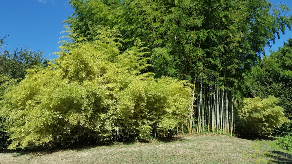 20200822 Phyllostachys Edulis 'Summer Snow' 'Okina' Anduze (2)