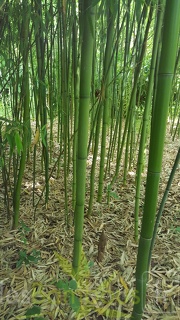 20200703 Phyllostachys Hispida Planbuisson (2)