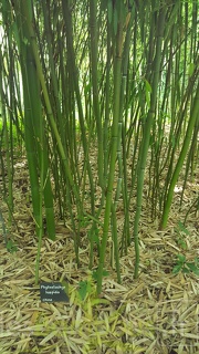 20200703 Phyllostachys Hispida Planbuisson (3)