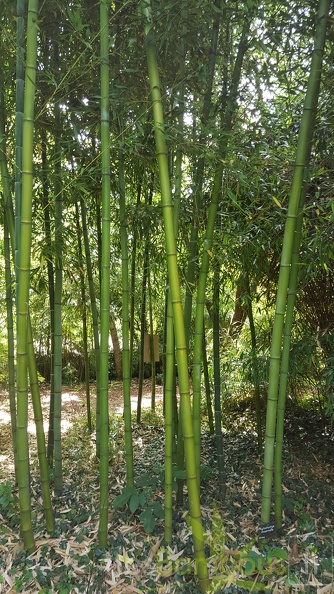 20200703 Phyllostachys Incarnata Planbuisson (1)