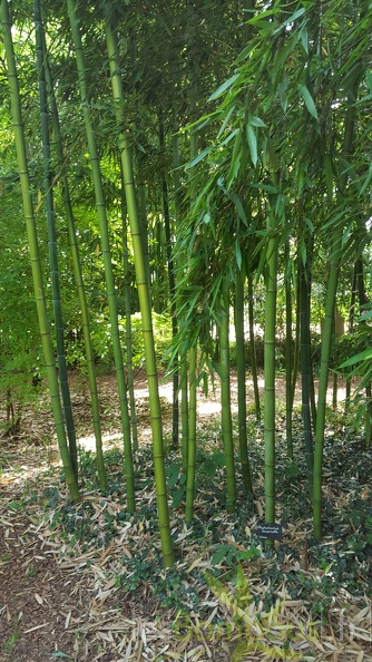 20200703 Phyllostachys Incarnata Planbuisson (2)