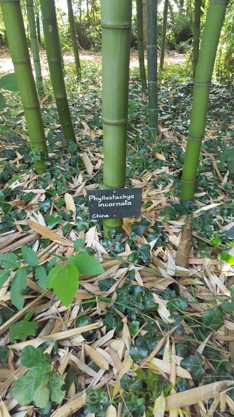 20200703 Phyllostachys Incarnata Planbuisson (3)
