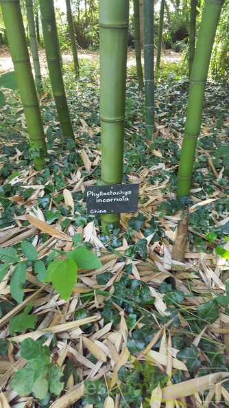 20200703 Phyllostachys Incarnata Planbuisson (3).jpg