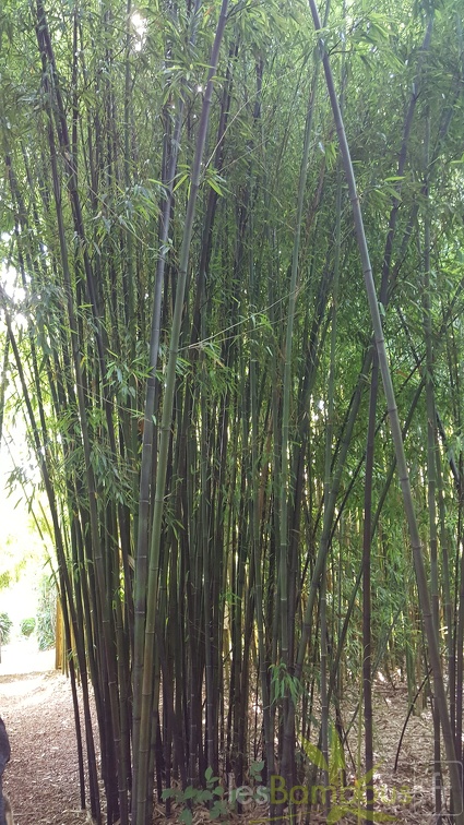 20200703 Phyllostachys Nigra Planbuisson (3)